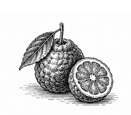 bergamot