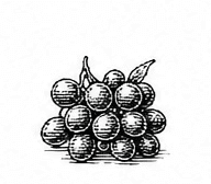 blackcurrant