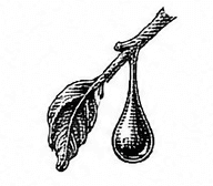 fresh herbs