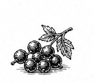 redcurrant
